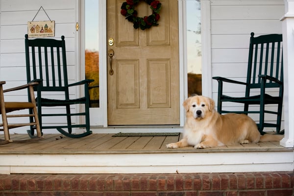 dog on porch